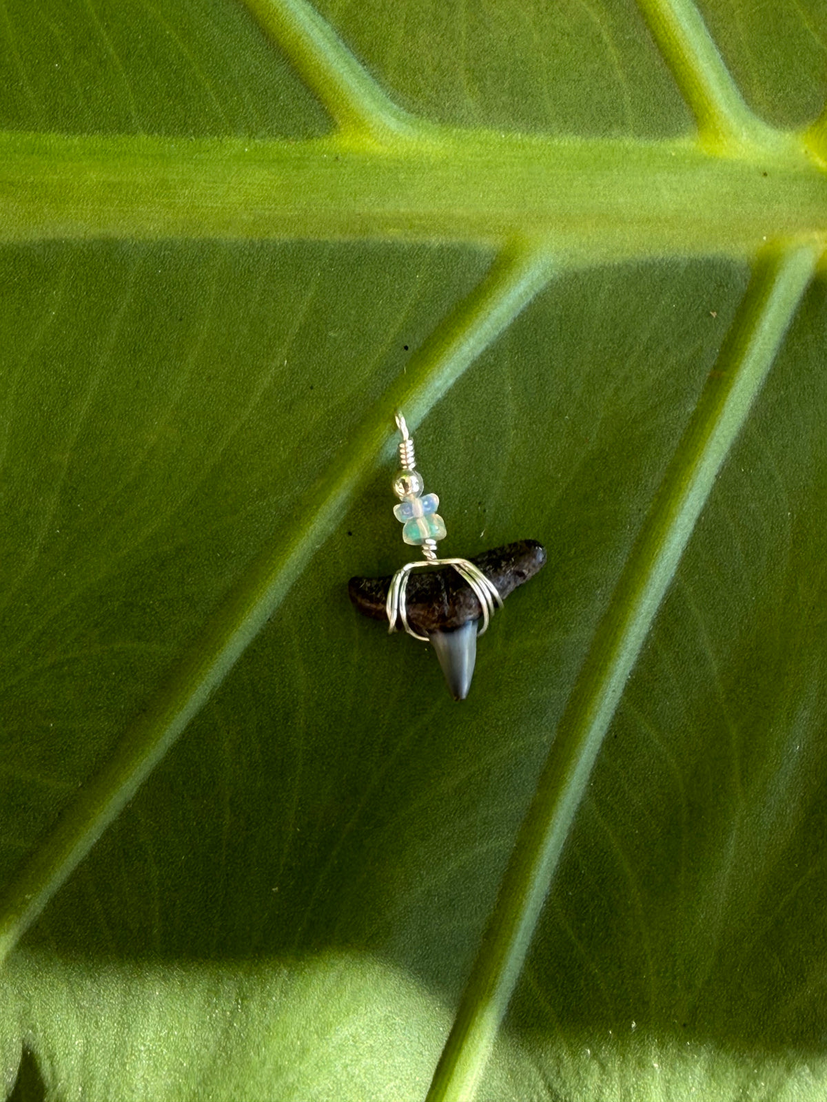 Opal Tide Shark Tooth Necklace