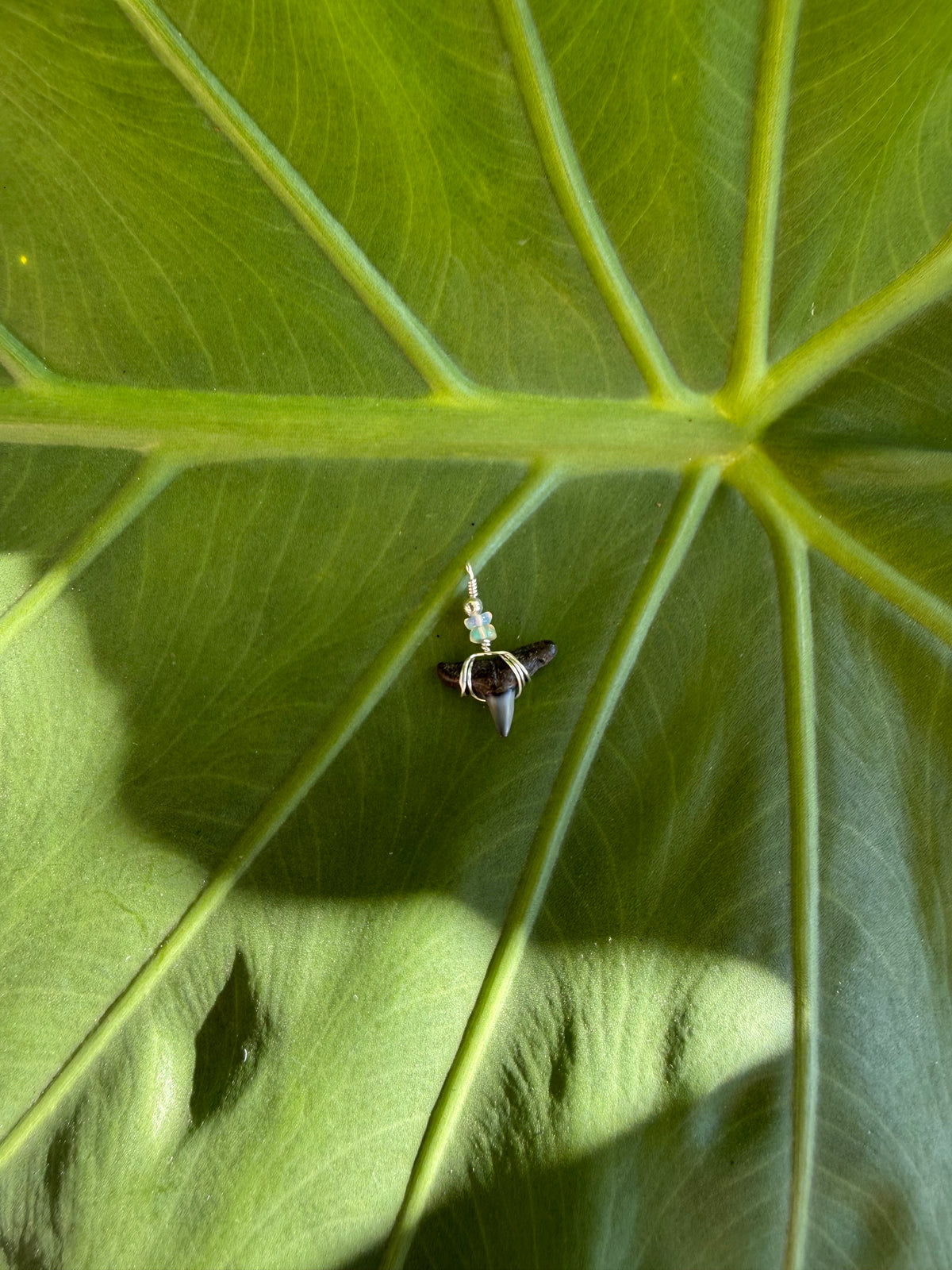 Opal Tide Shark Tooth Necklace